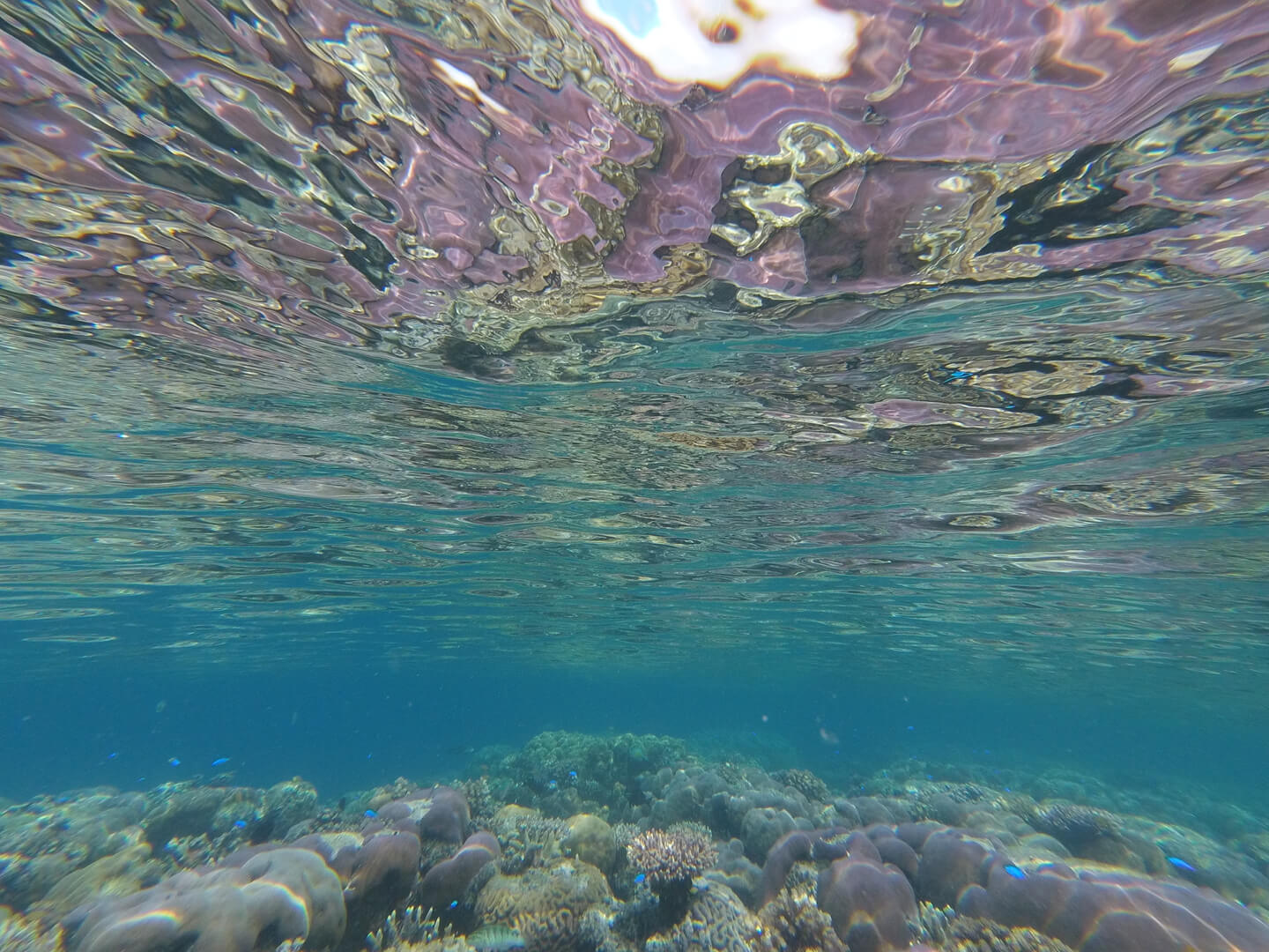 Hermit Island corals